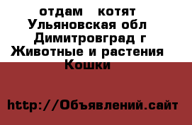 отдам 5 котят - Ульяновская обл., Димитровград г. Животные и растения » Кошки   